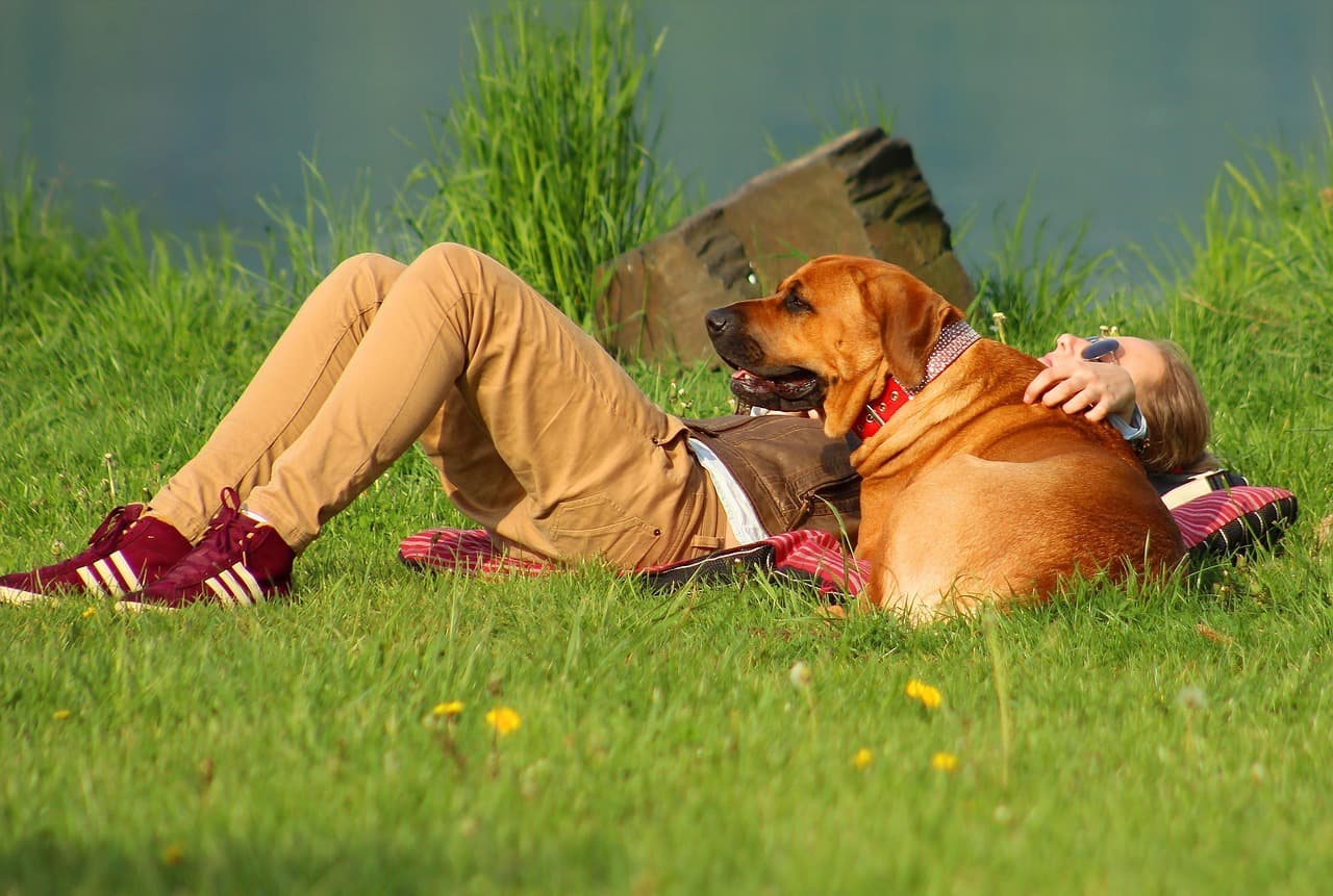 Boulder Off-Campus Housing & Pets: Typical Rules, Fees, and What Renters Should Watch Out For