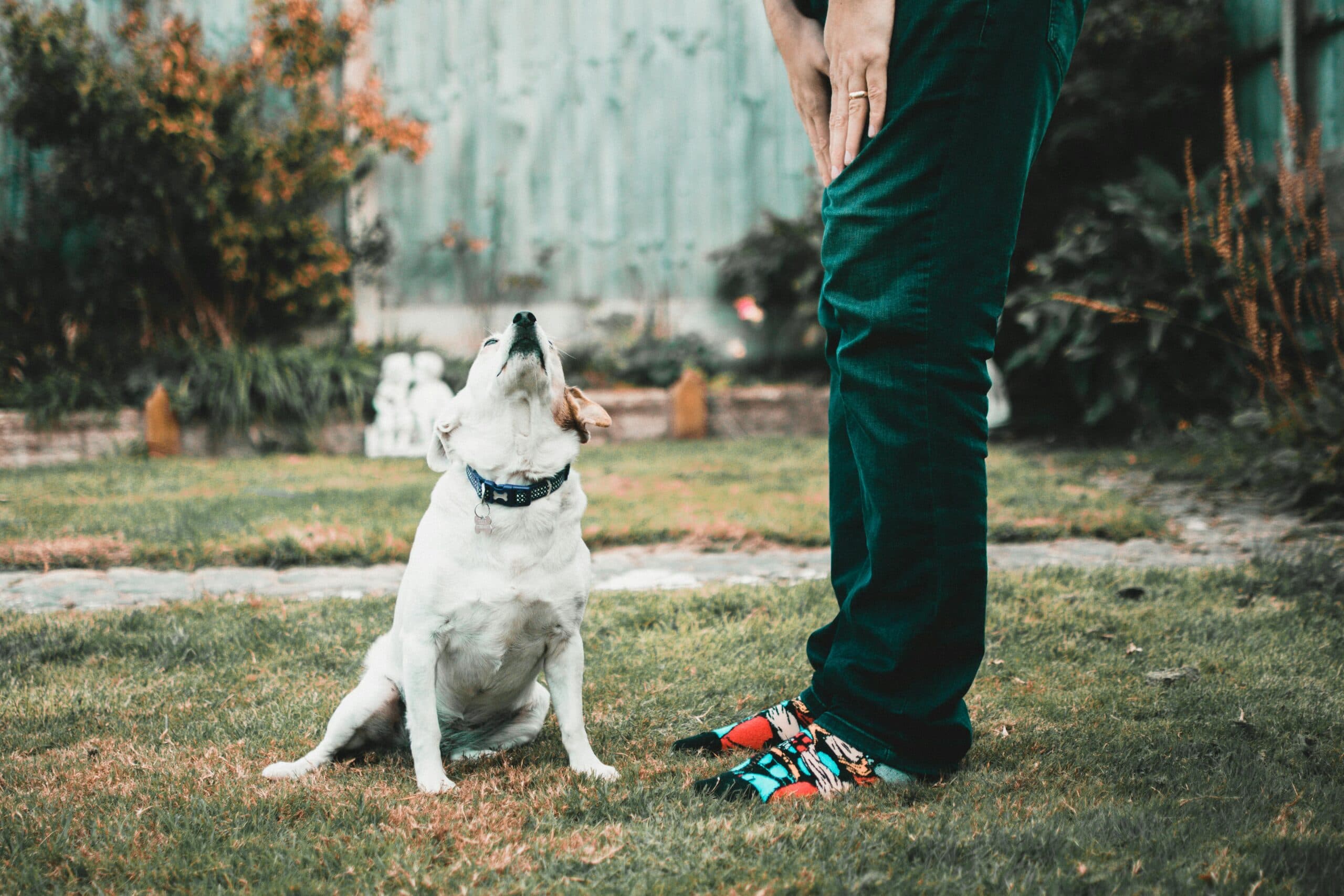 Pet-Friendly Apartments Near ASU: A Complete Guide for Sun Devil Pet Owners (2026)