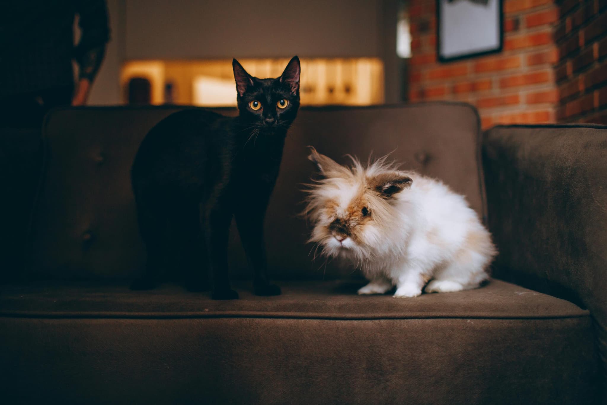 Pet-Friendly Apartments in Logan: Rules, Fees, and Where to Look
