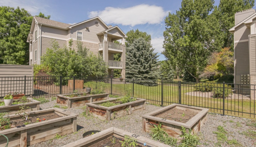 Raised garden beds with young plants and soil are arranged on gravel within a fenced area at Arbors at Sweetgrass Apartments Fort Collins. Apartment buildings and green trees appear in the background under a partly cloudy sky.